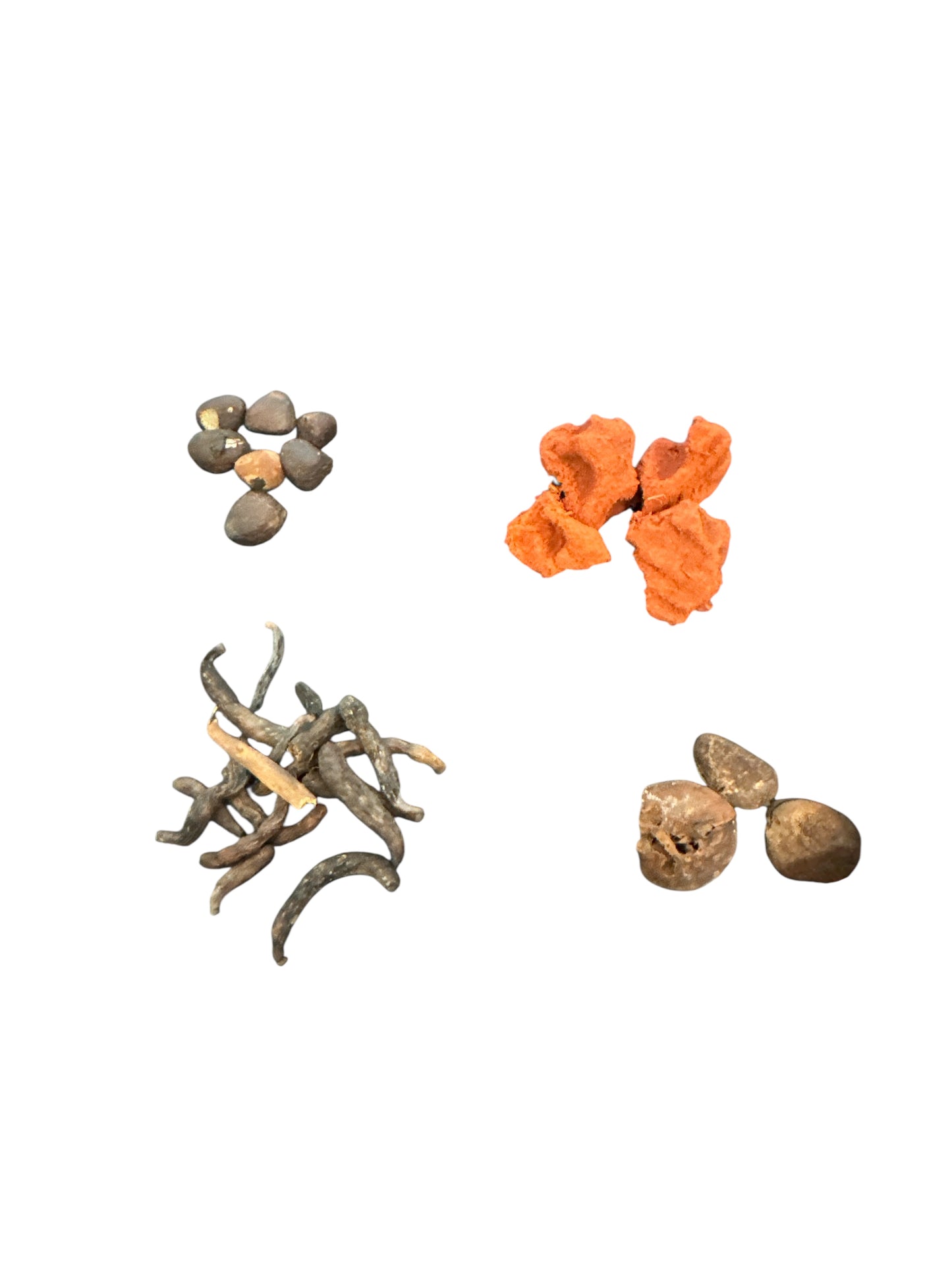 Ashe of Saint (Ero/obi/kola/ozun)