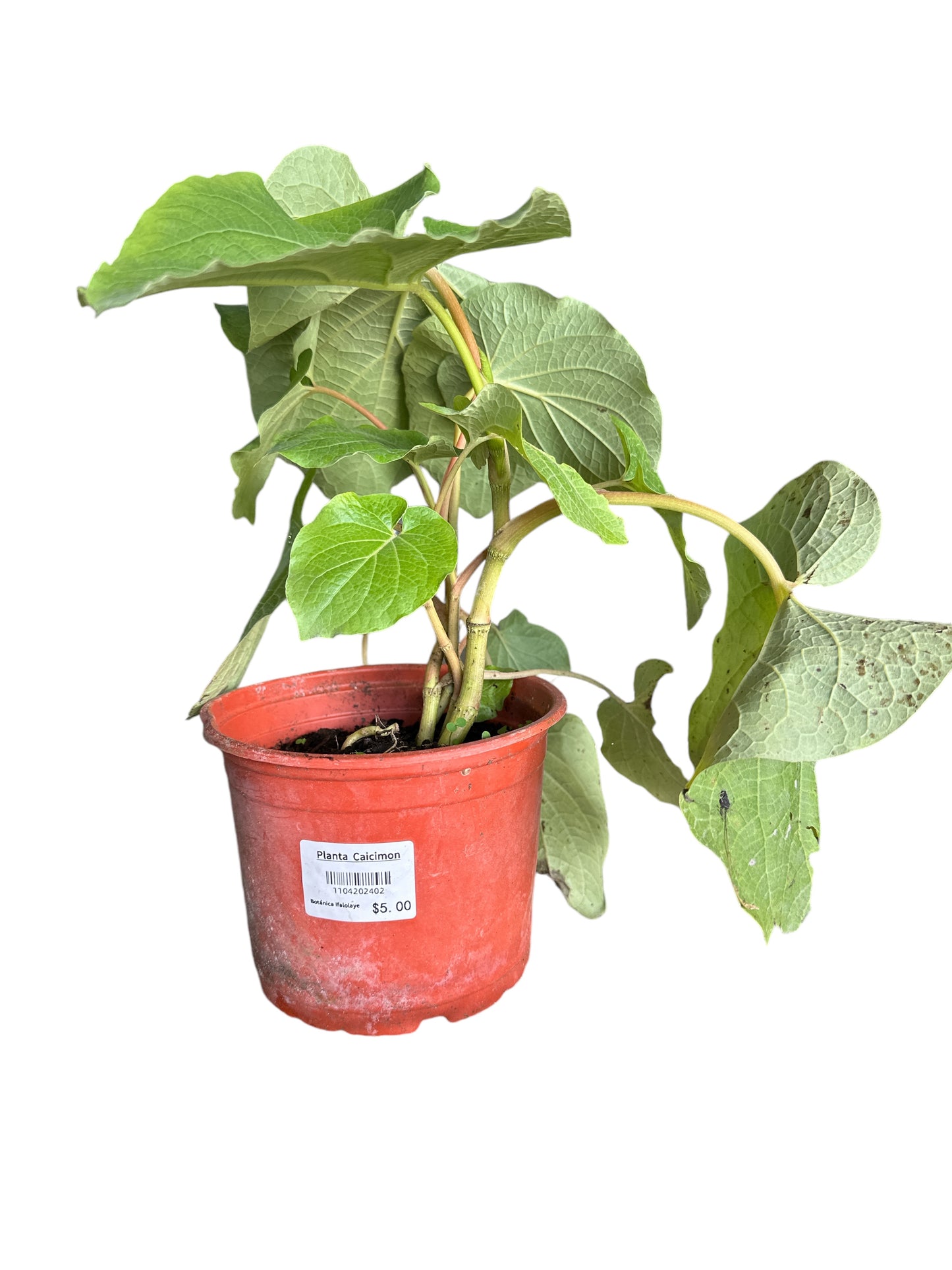 Caisimon de Anis Plant
