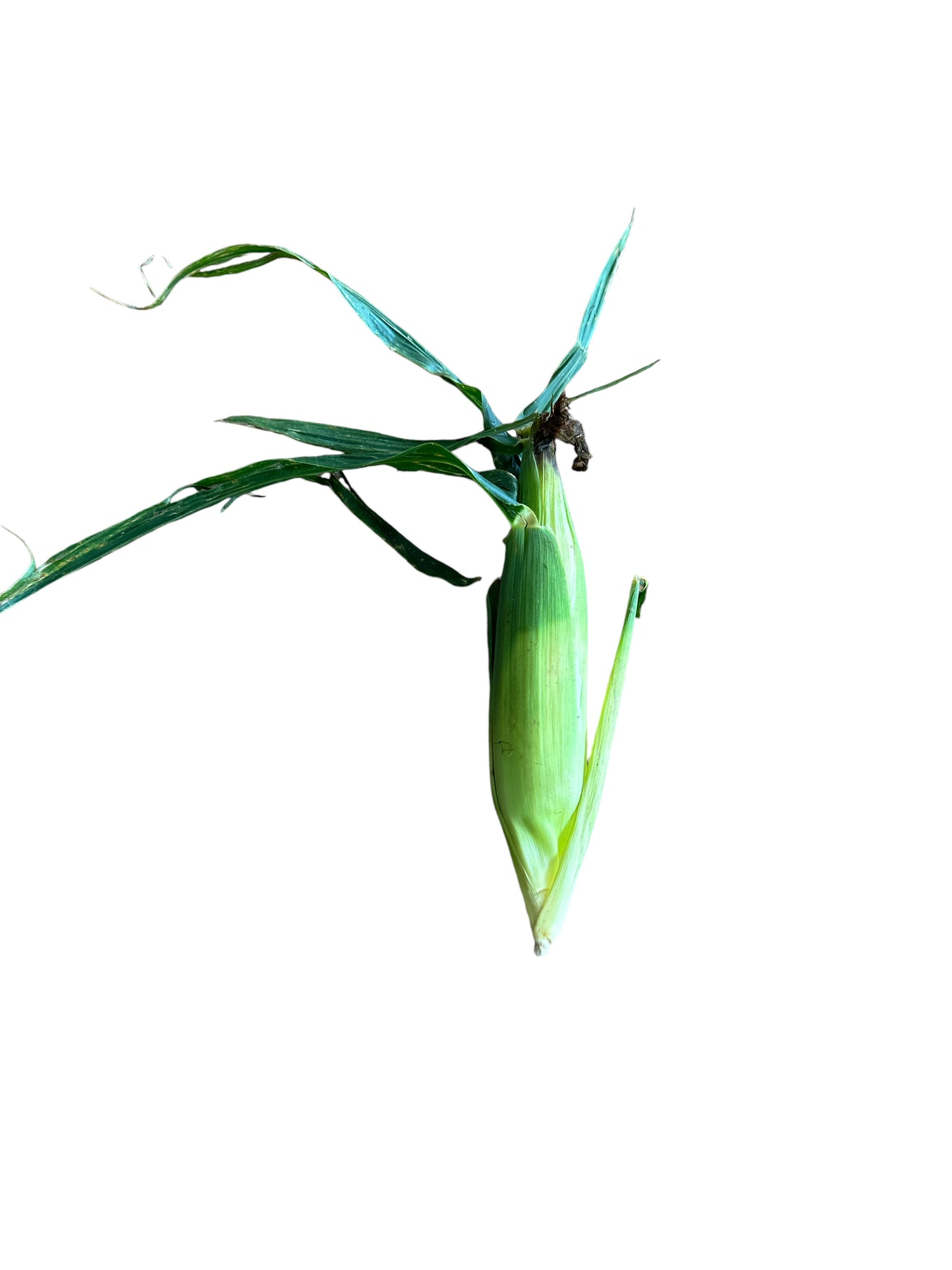 Dried Corncob/ Mazorca de Maiz