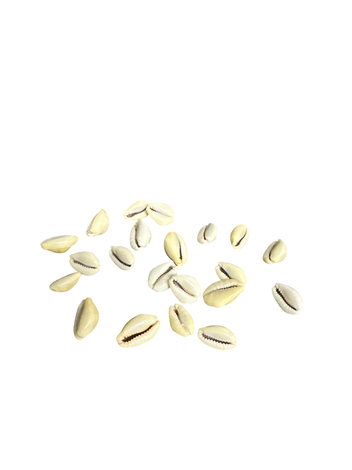 Closed Snails (21 cowries shells)