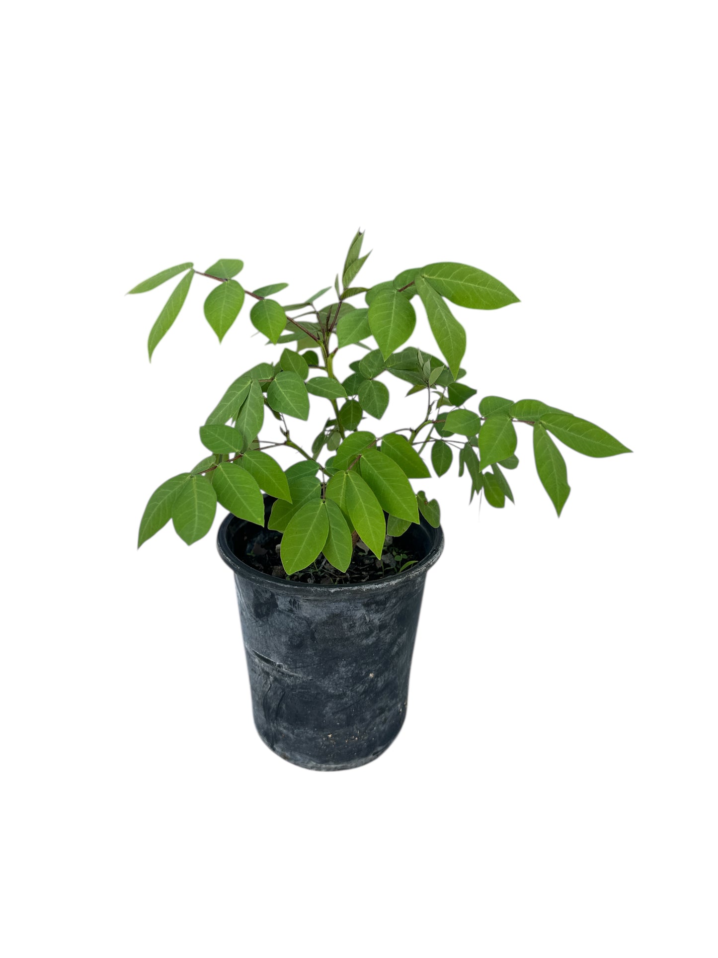 Stinking Herb or Guanine Plant (Hedionda)
