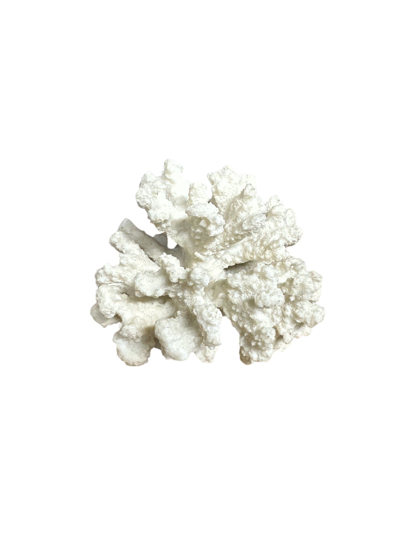 White Coral 5'-6"