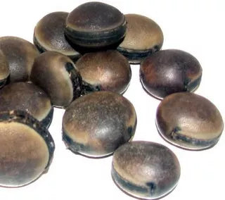 Ox Eye Seed