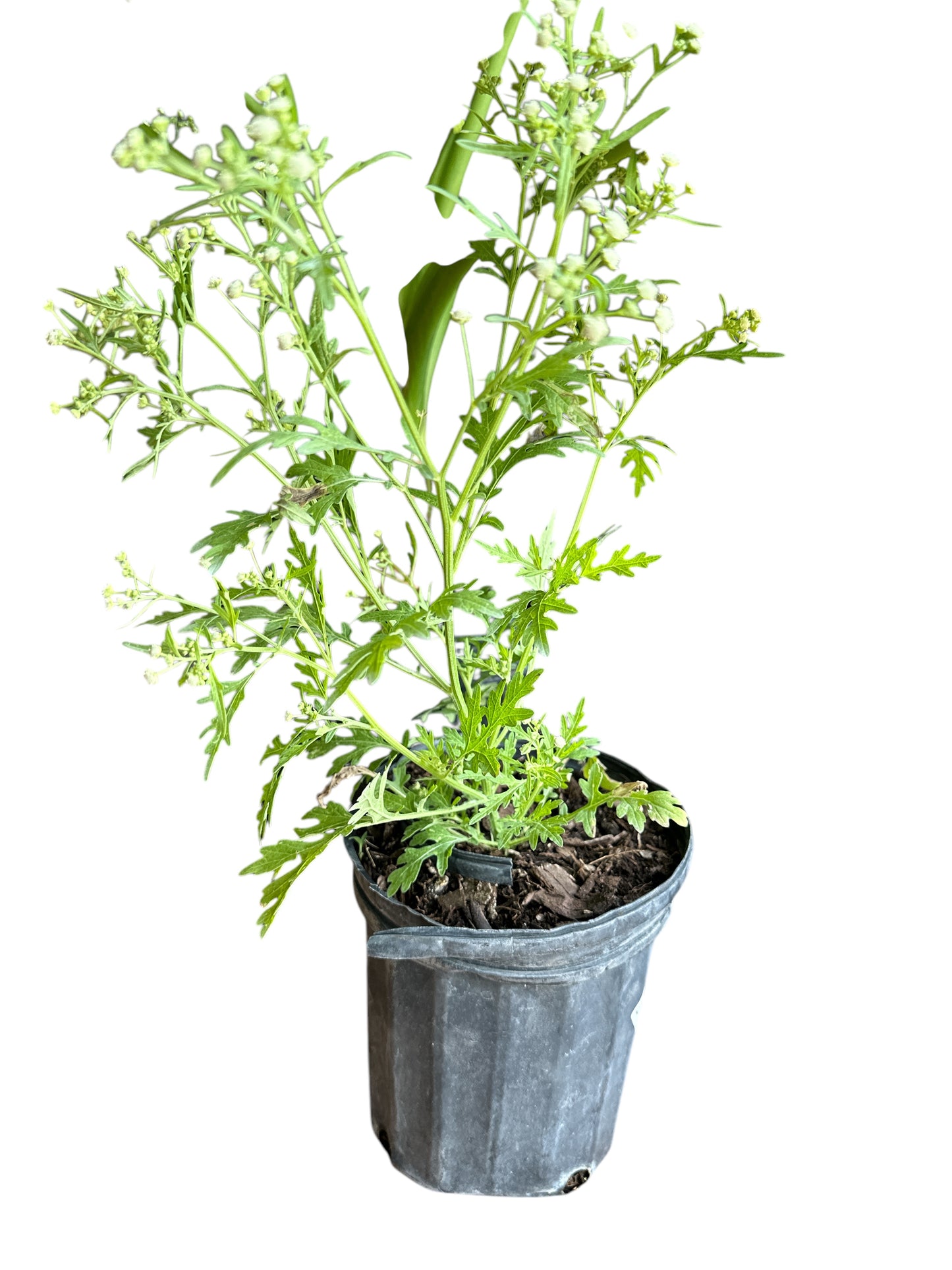 Britter Broom Plant (Escoba Amarga)