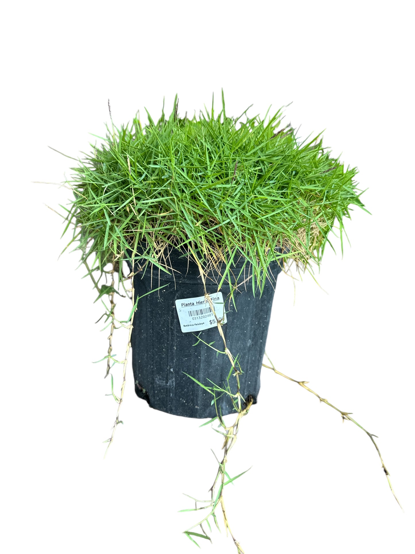 Hierba Fina Plant