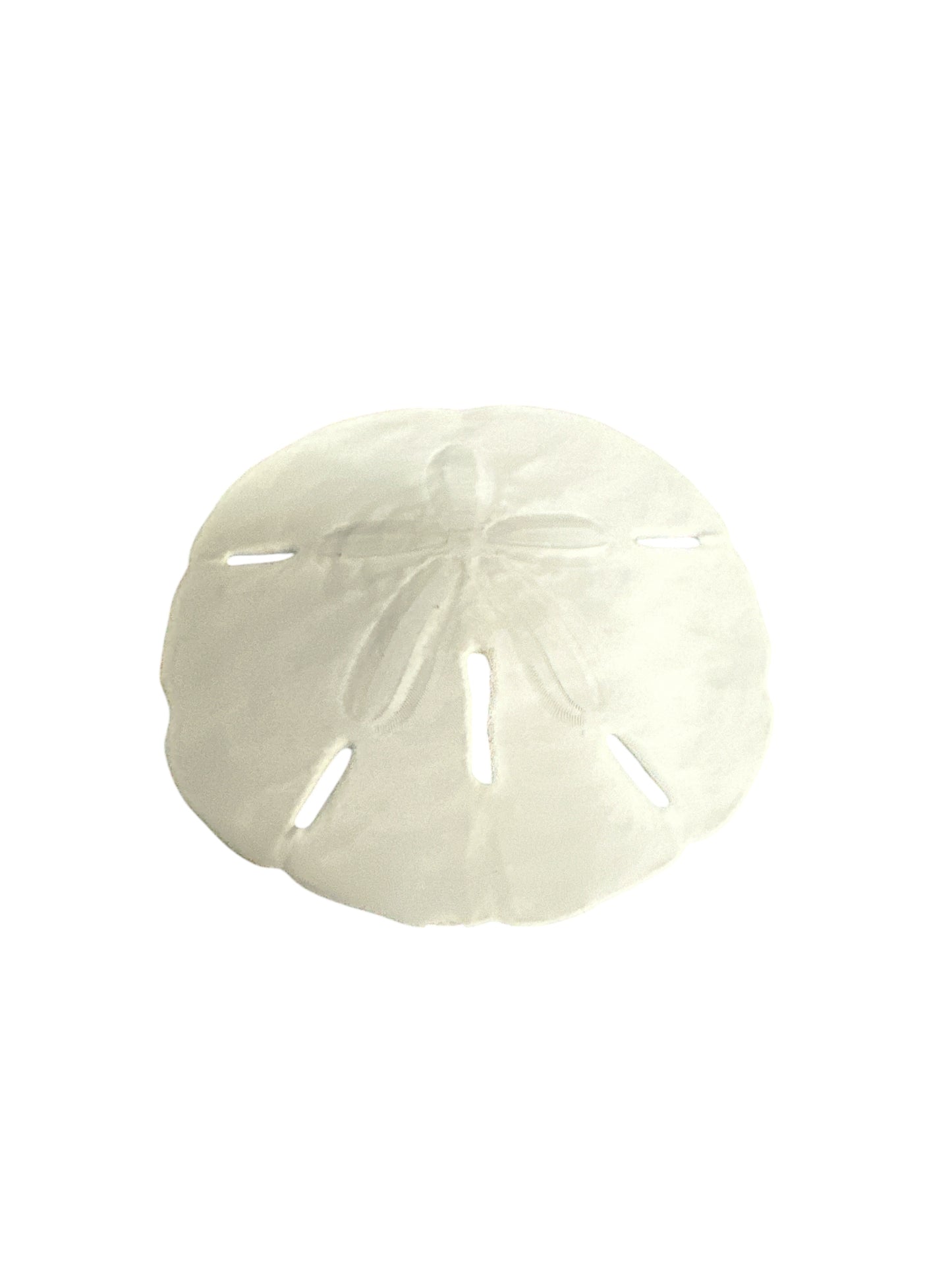 Sea Cookie (galleta de mar) 3”-4”