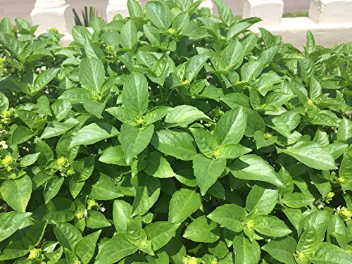 White Basil Plant (Albahaca Blanca) 1 gallon