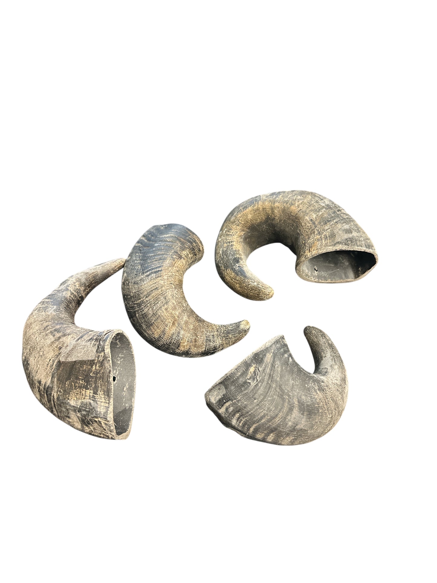 Buffalo Horn 9"- 13"