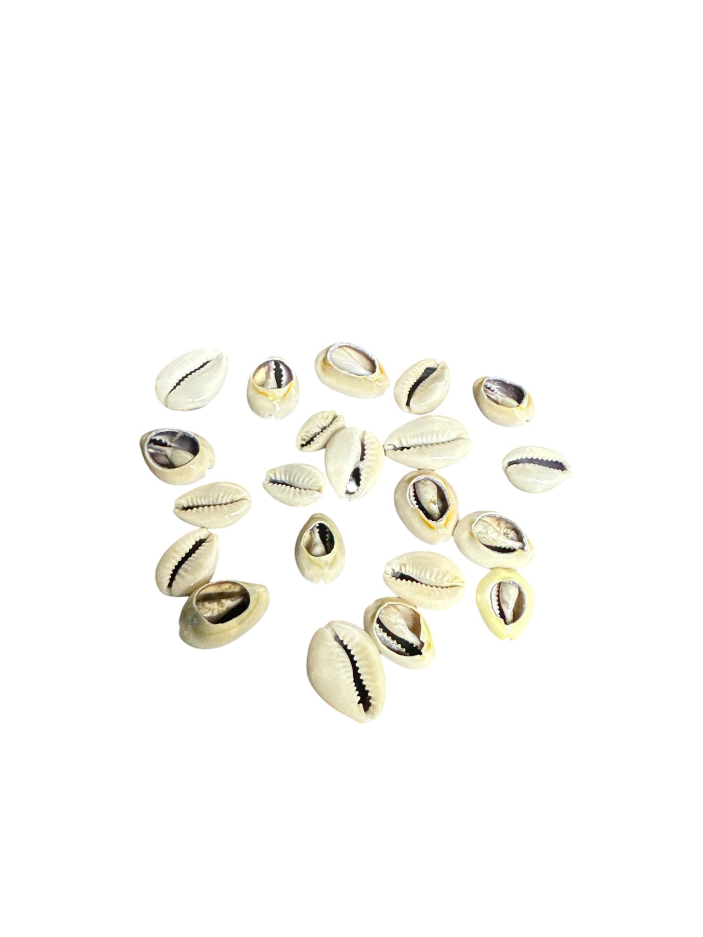 Open Snails pack cowrie shells