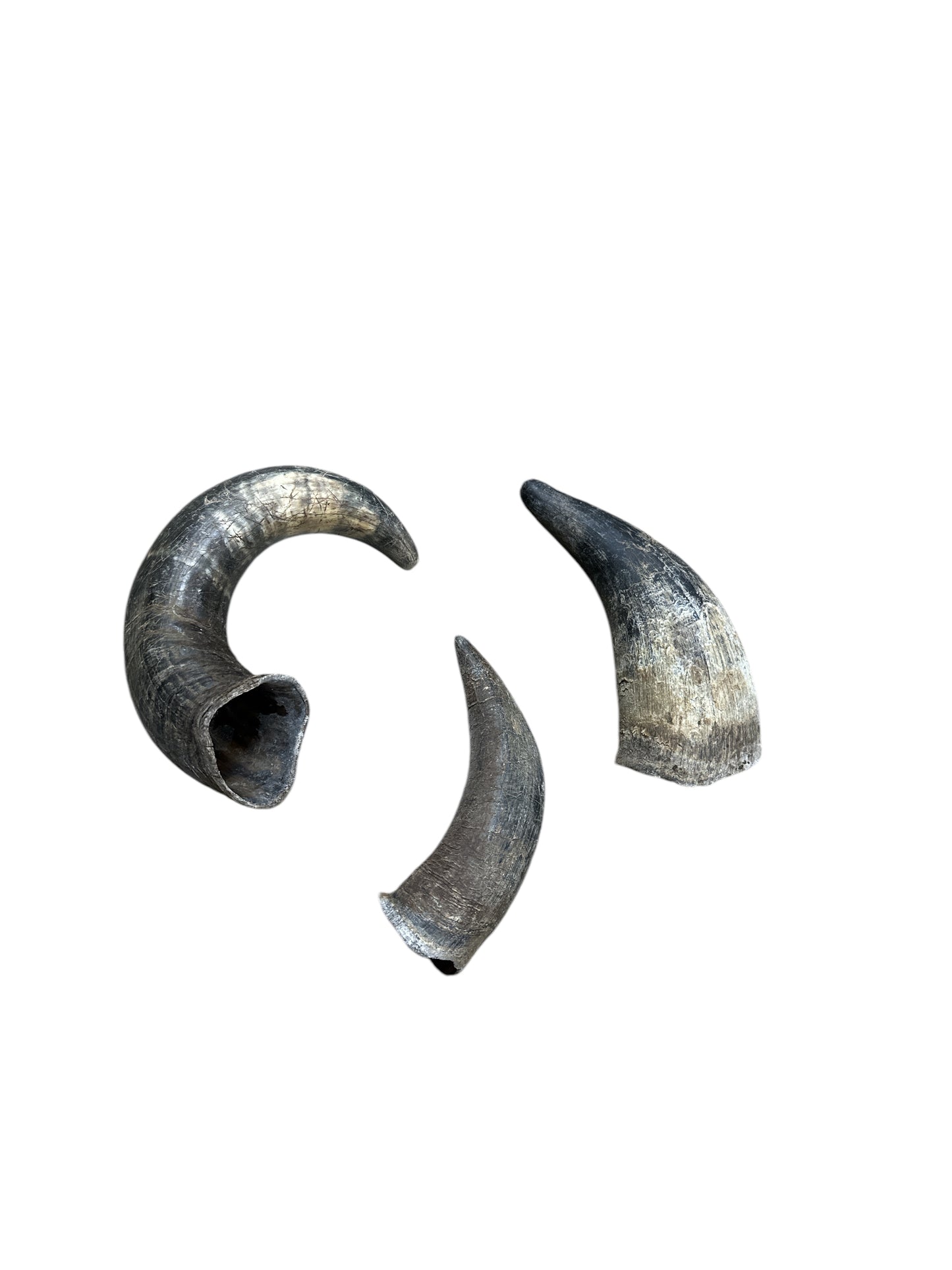 Unpolished Bull Horn 7”-9” (1 unit)