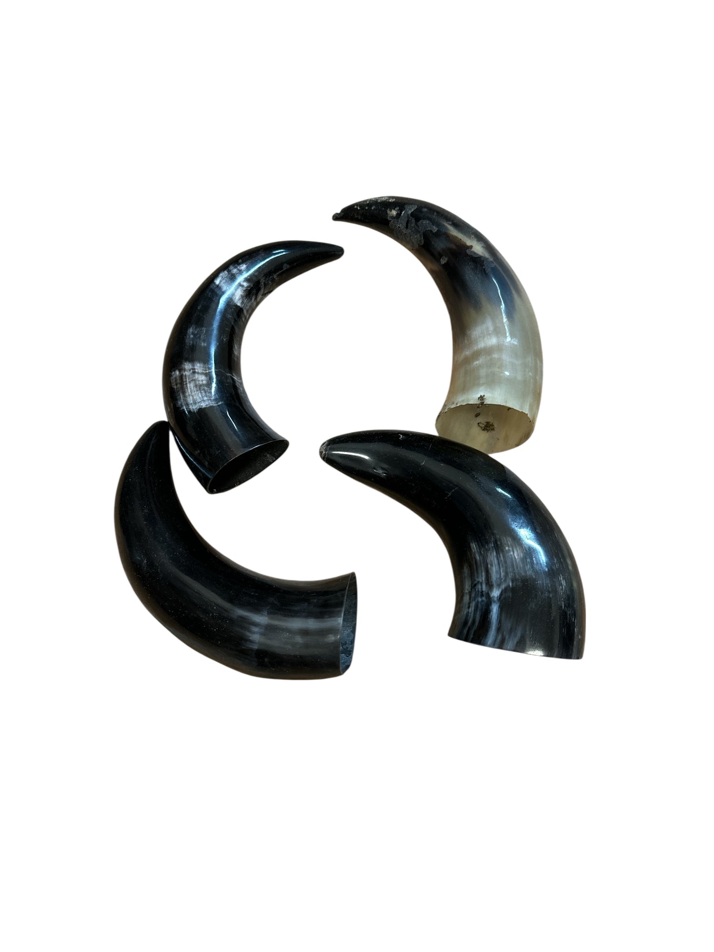 Polished Bull Horn Aprox 10"H- 12"H (1 Piece)