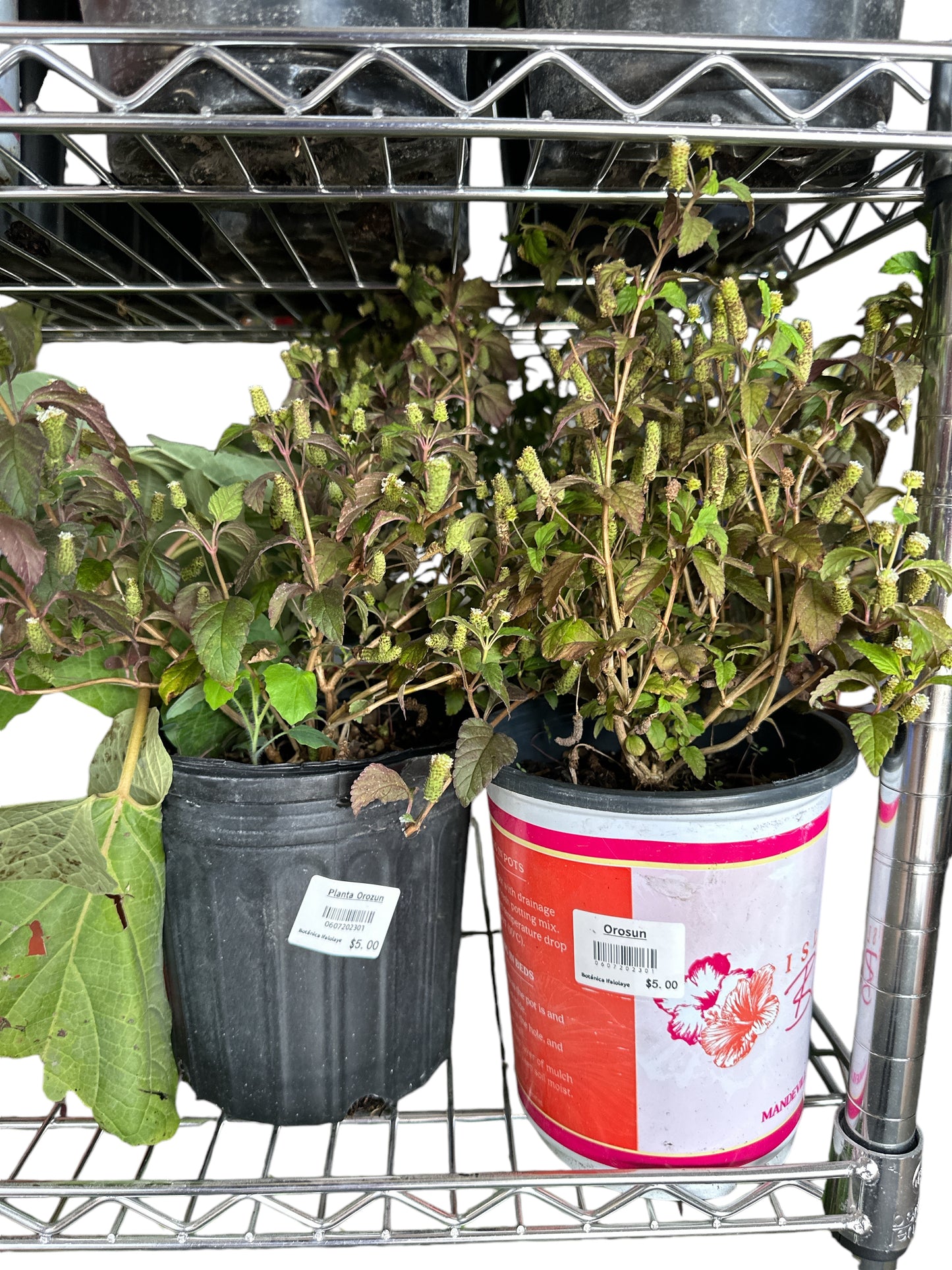 Orozuz (Orosun) 1 gallon
