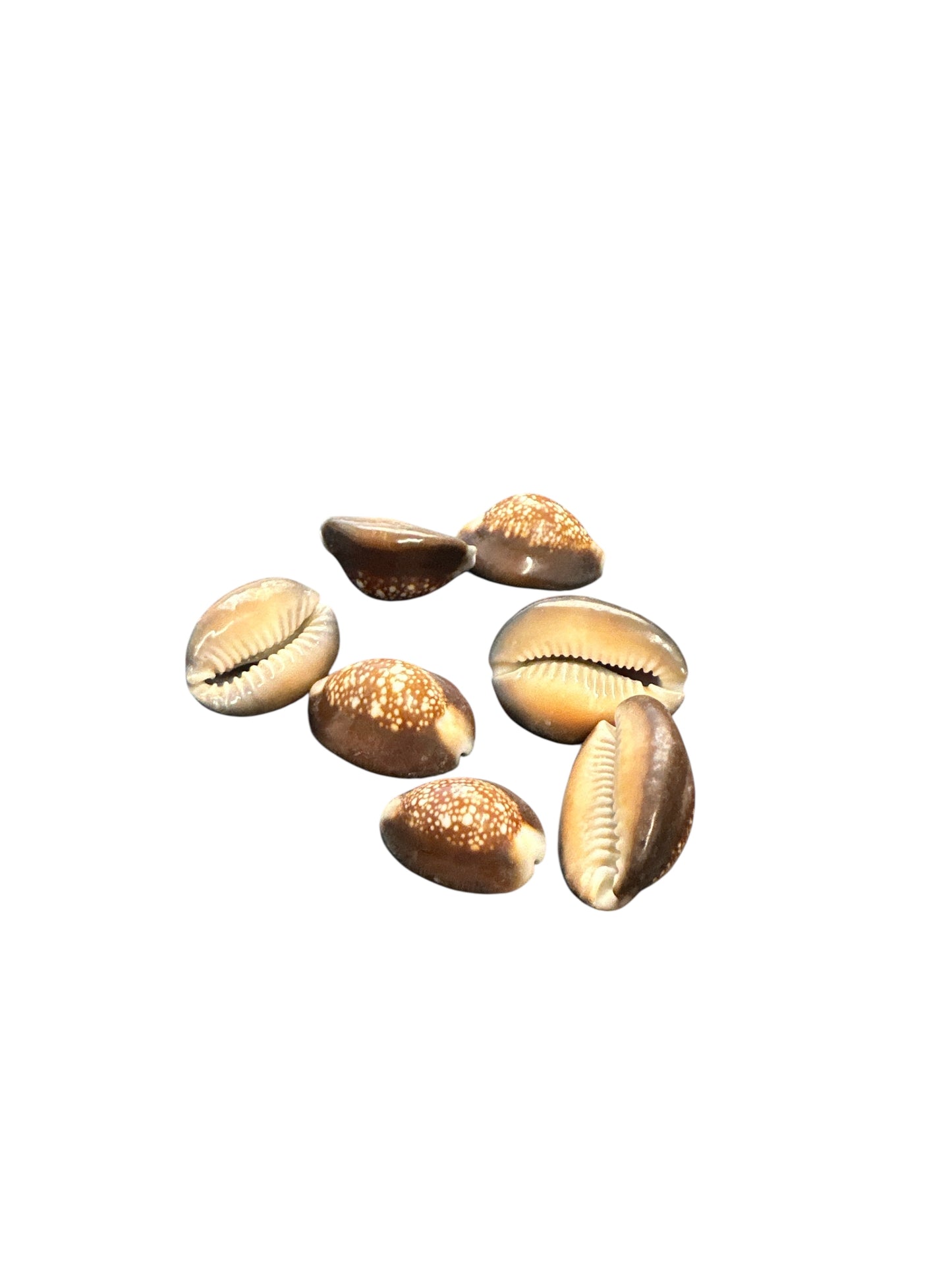 Small Tiger Snail 1 unit