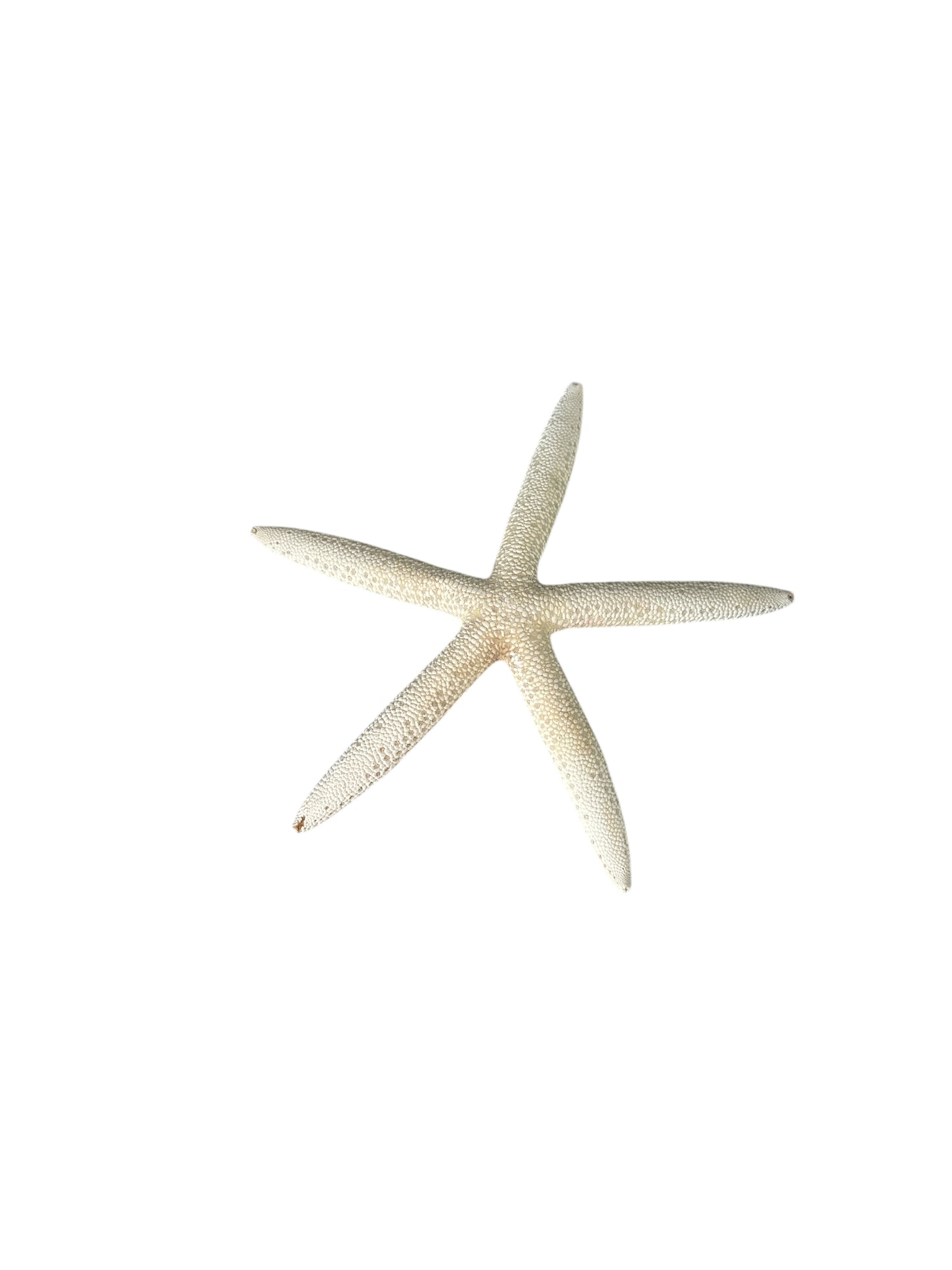 Starfish 7"