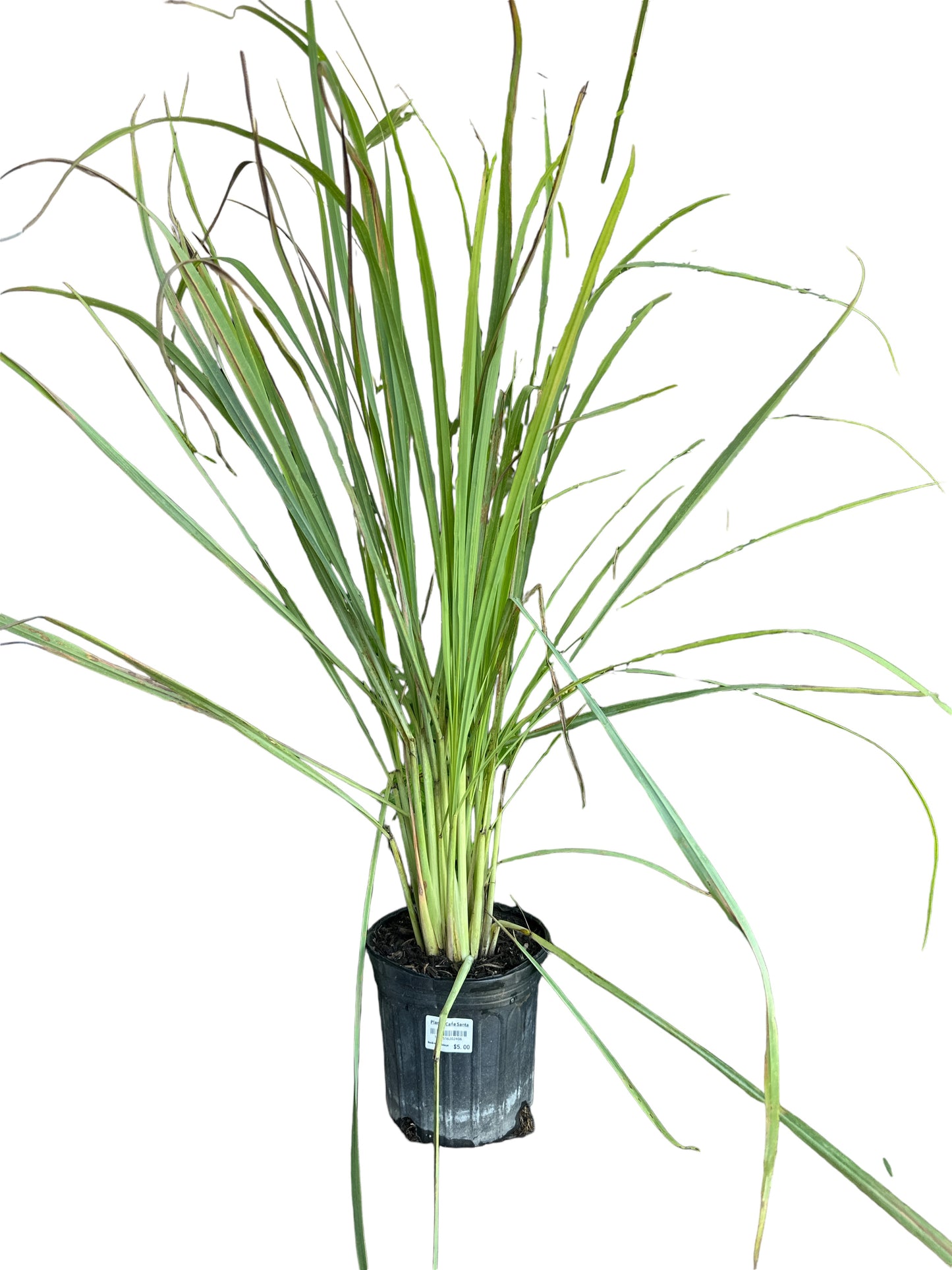 Holy Cane Plant ( Caña Santa)