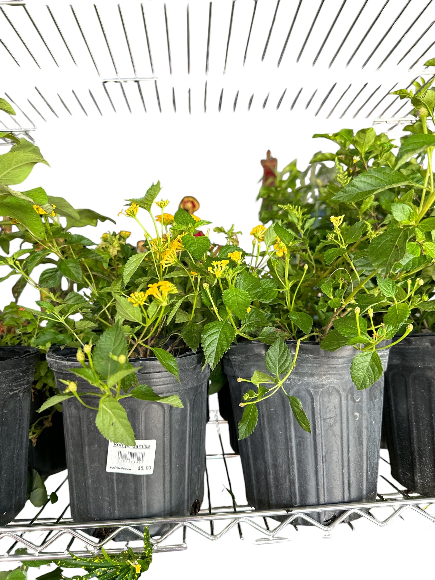 Lantana Plant (Rompe Camisa)