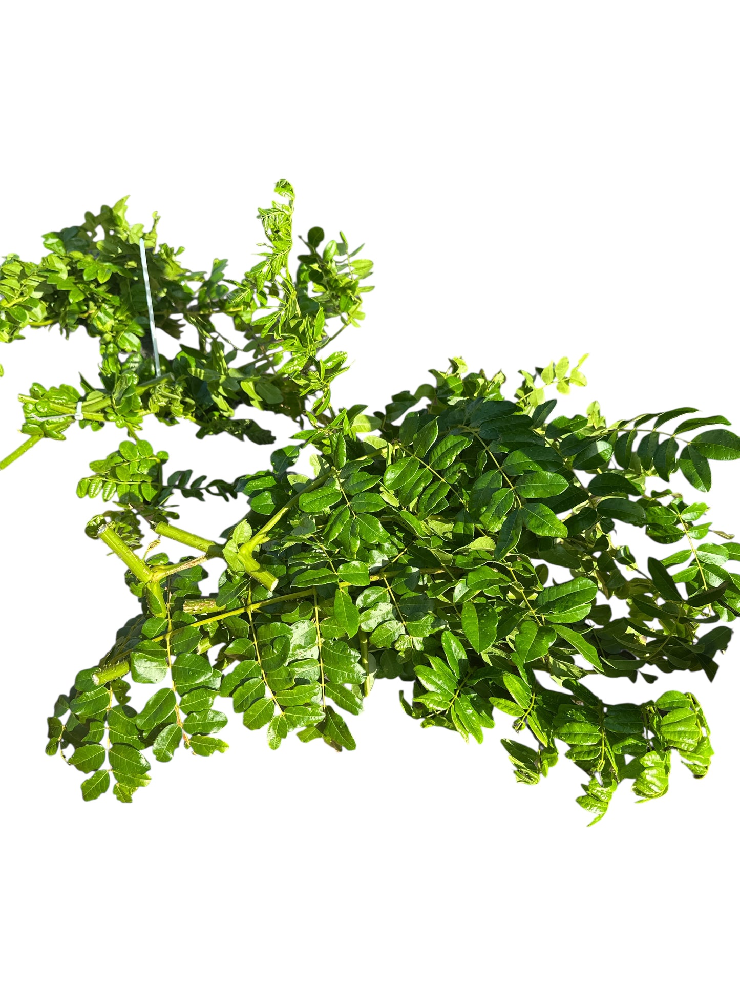 Fresh Curse Remover (Quita Maldicion) Plant