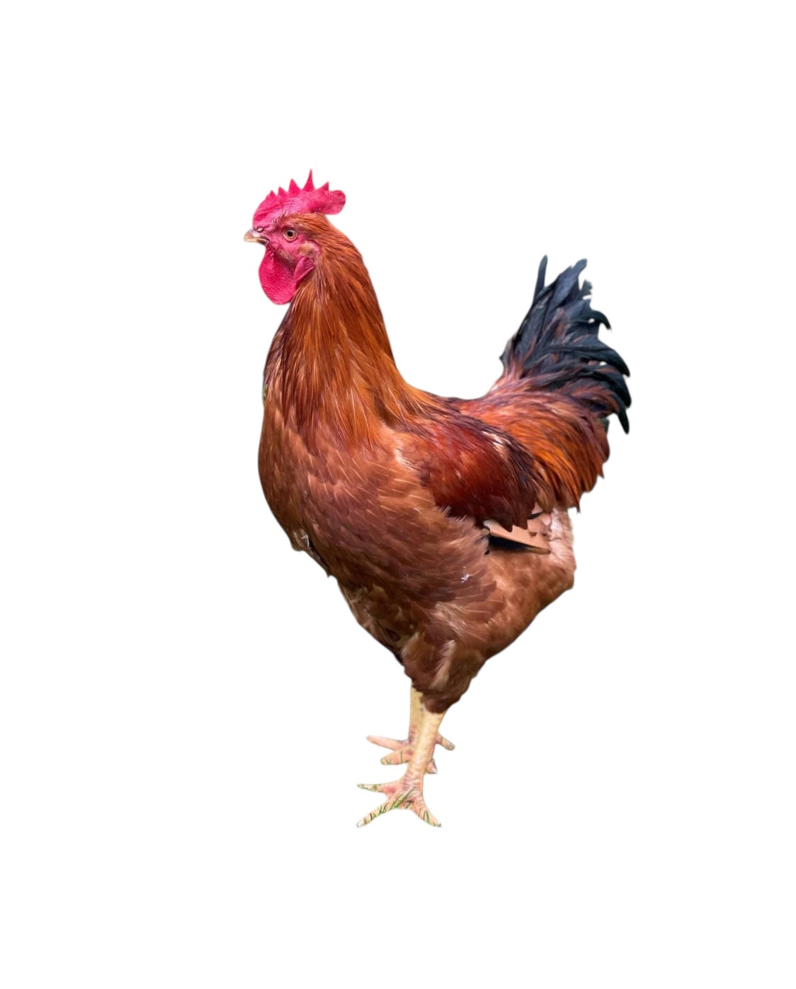 Rooster/ Gallo o Pollon