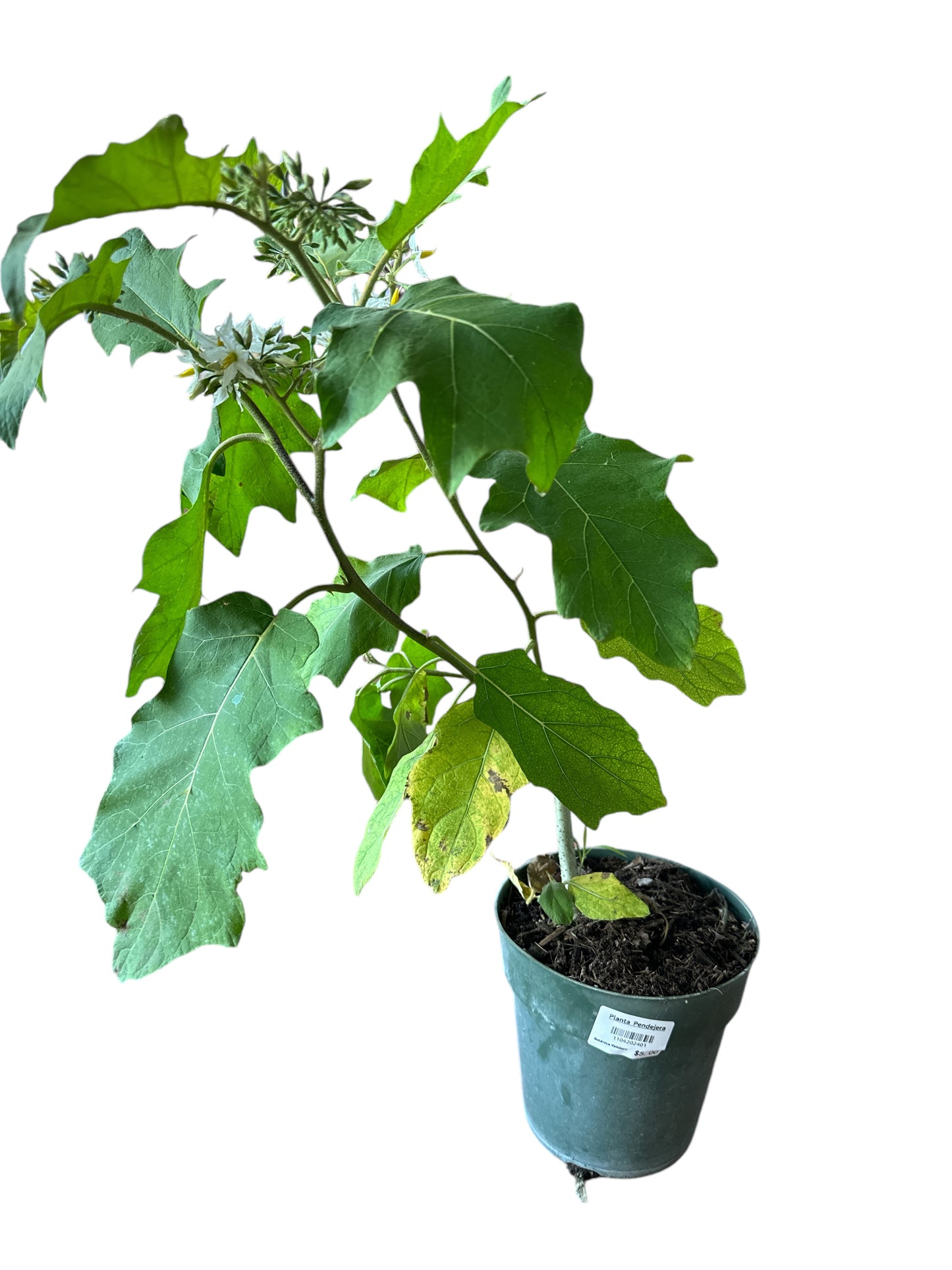 Pendejera Plant 1 gallon