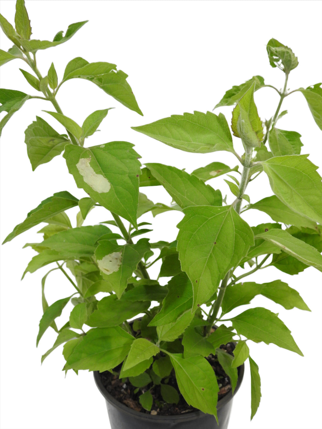 Rompe Saraguey Plant