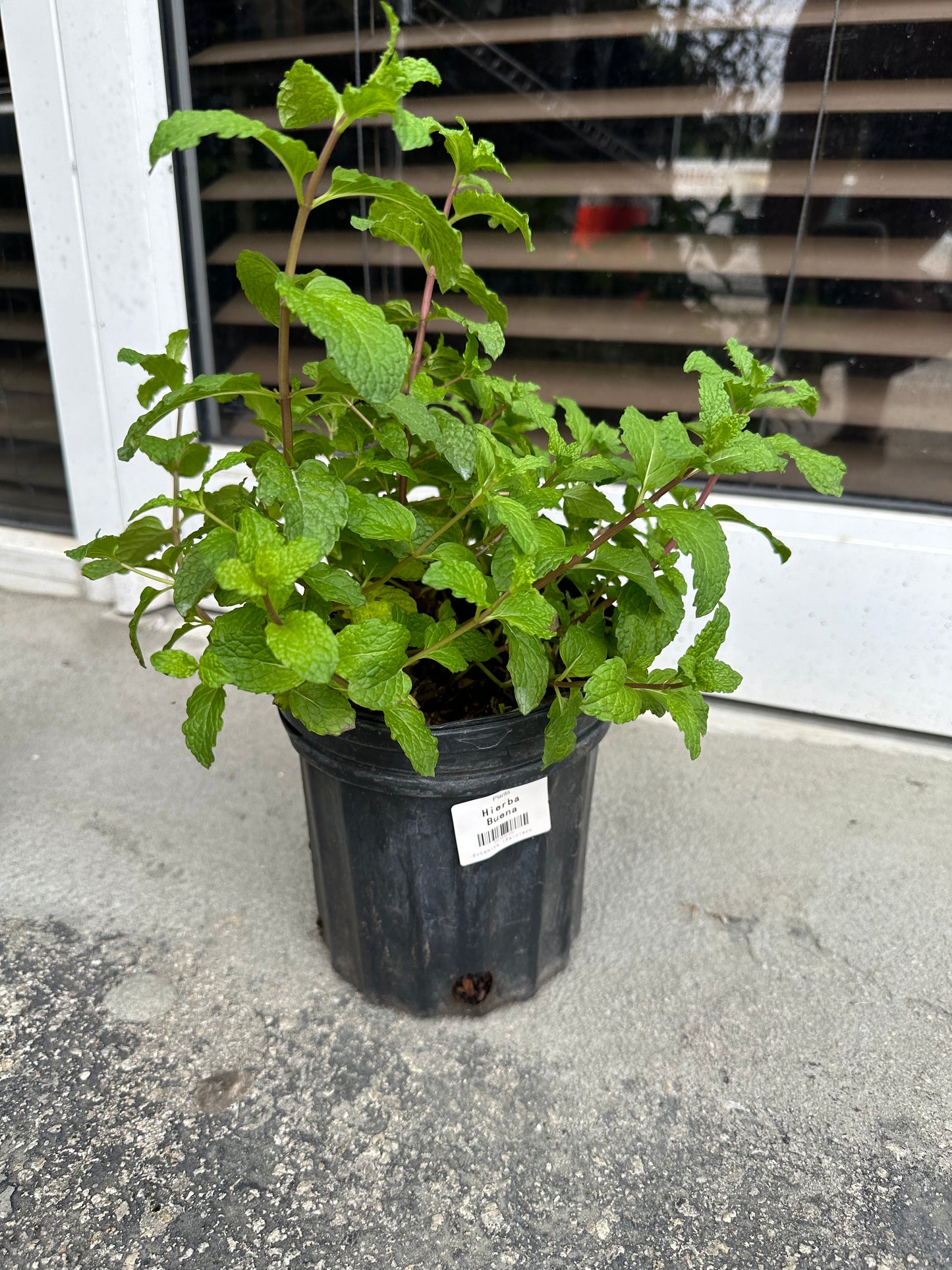 Peppermint Plant (Hierba Buena) 1 gallon