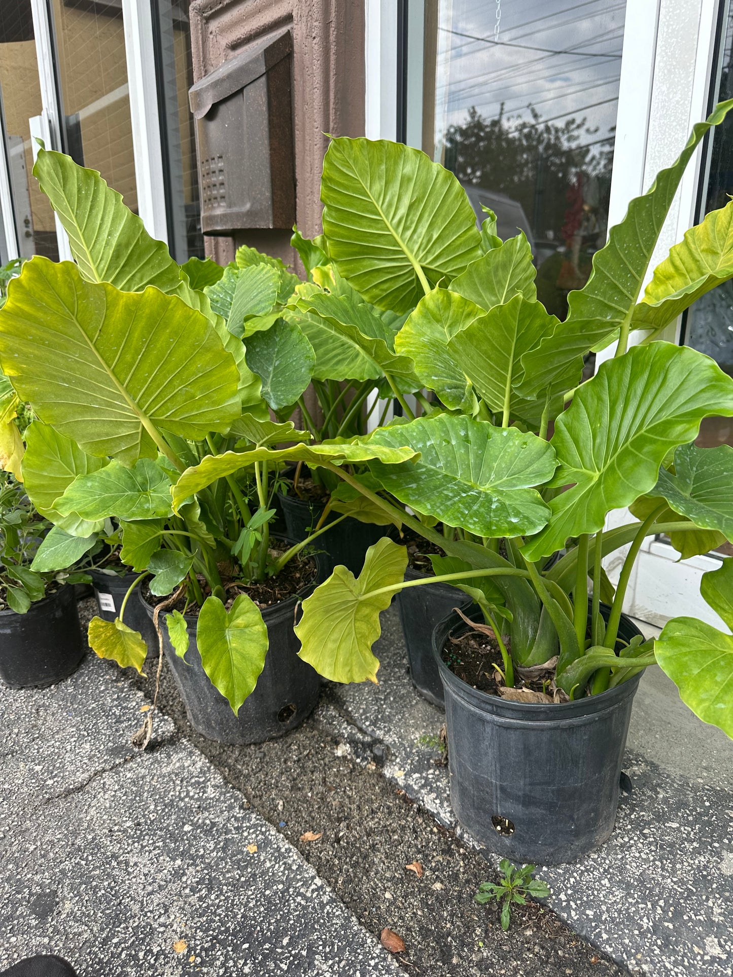 Malanga Plant 1 gallon