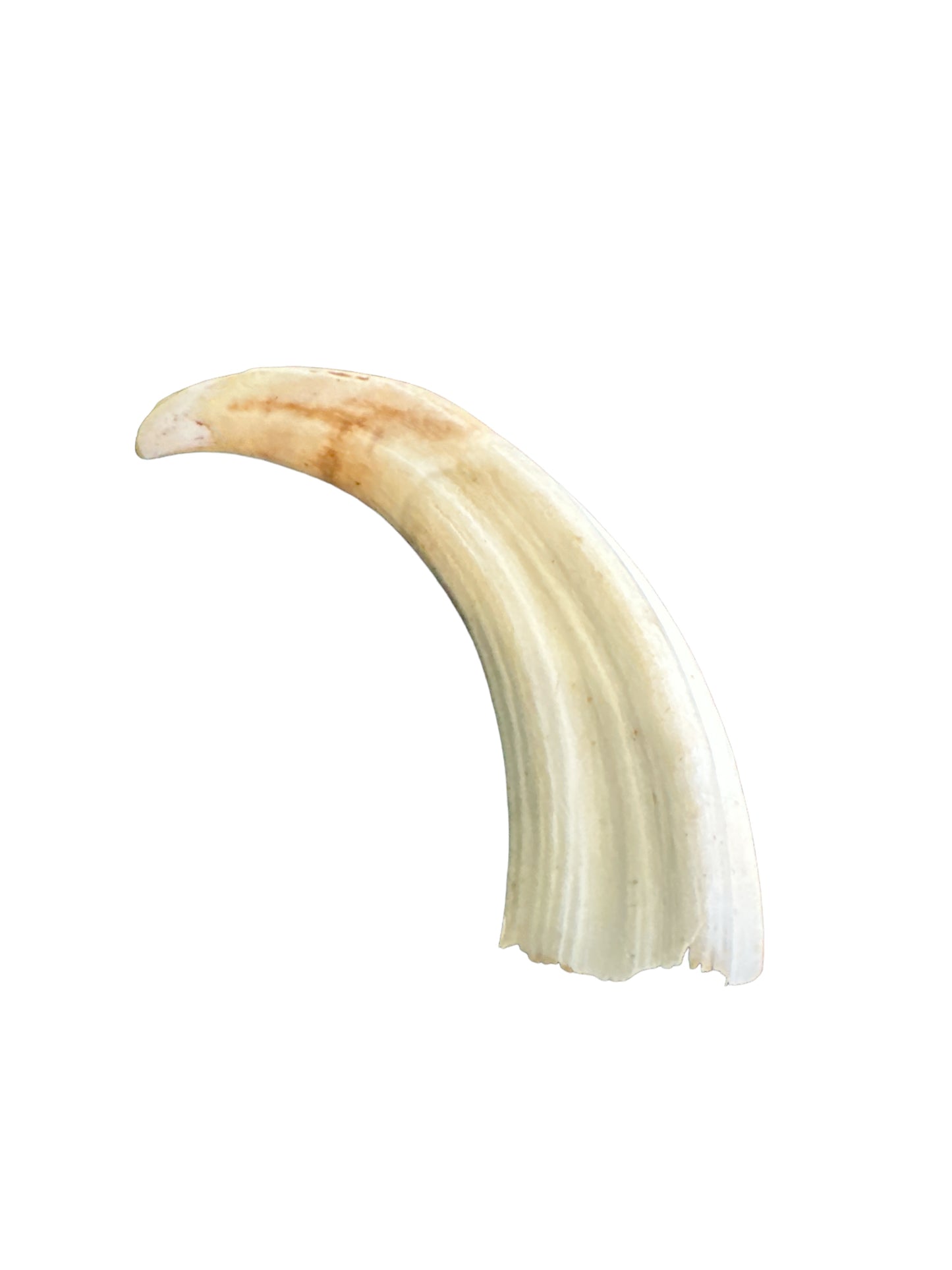 Boar Tooth 4” (Colmillo de Jabali)