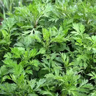 Mugworts Plant (Artemisa) 1 gallon