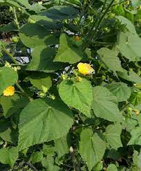 Buttercup Plant ( Boton De Oro)