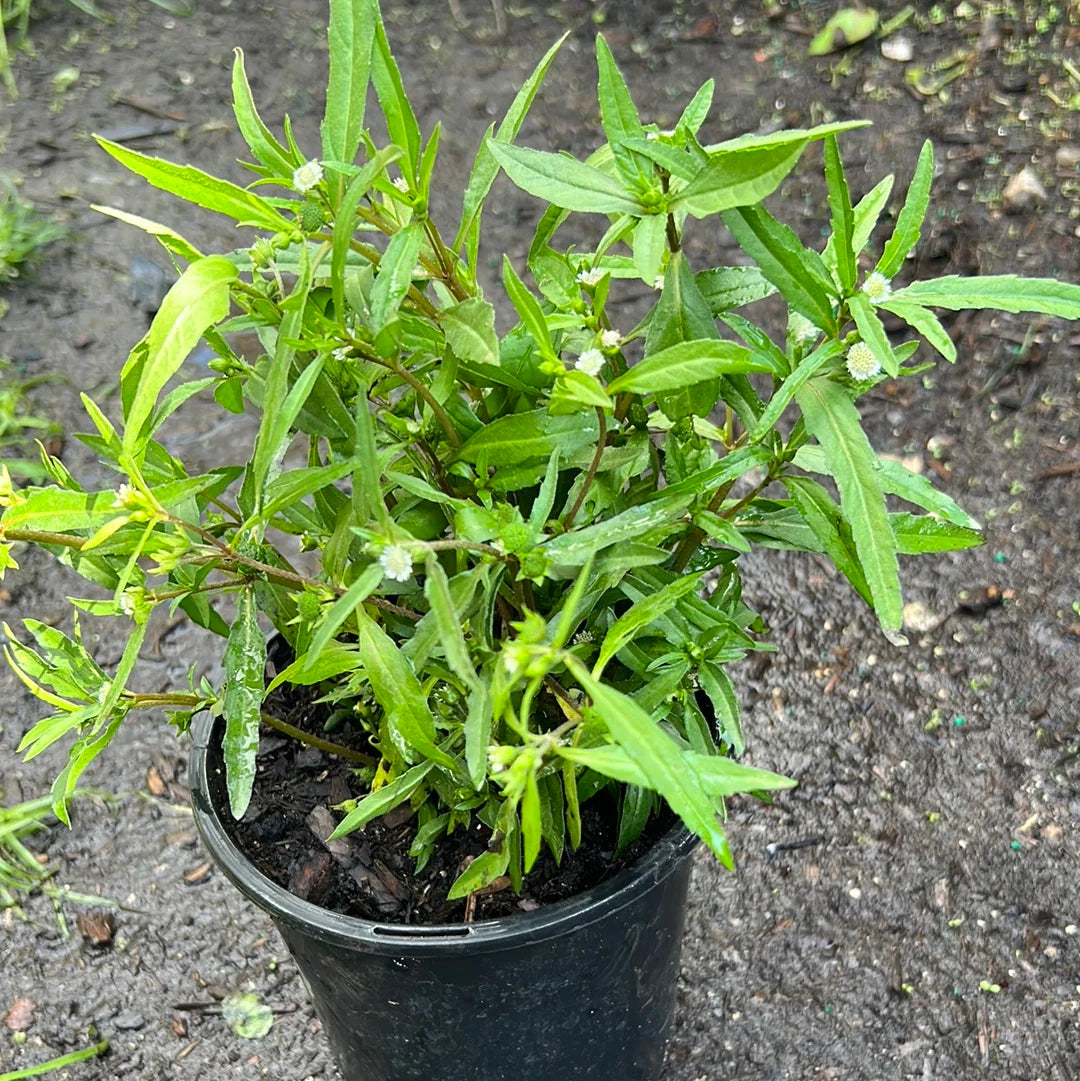 Espanta Muerto Plant