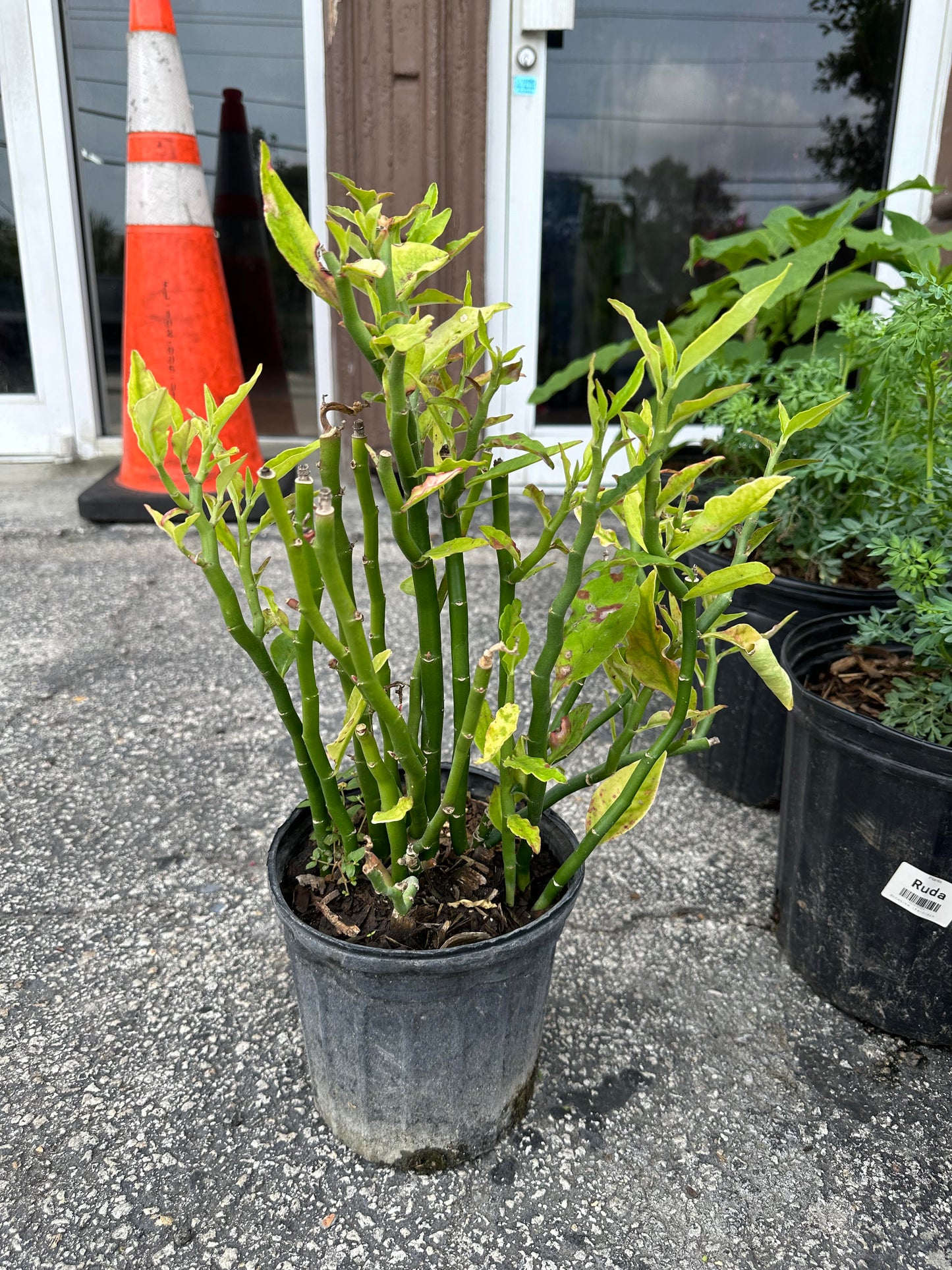 Itamorreal Plant