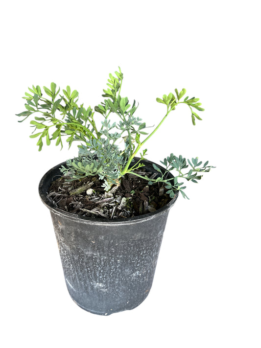 Rue Plant (Ruda) 1 gallon