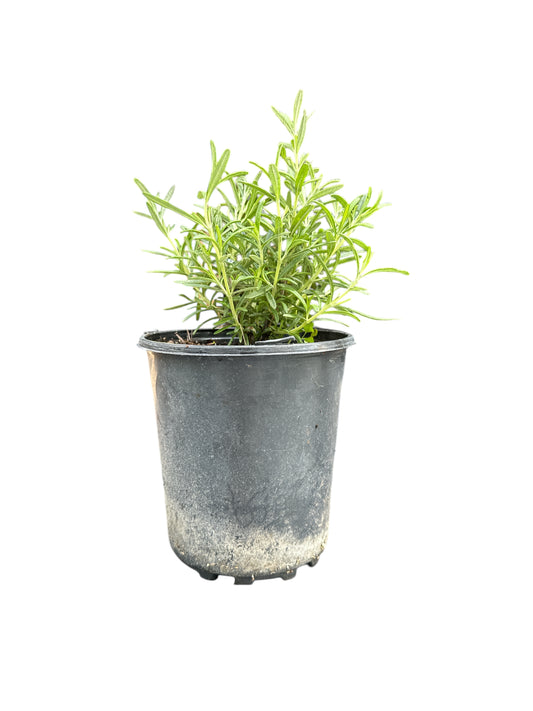 Rosemary Plant  (Romero)1 gallon
