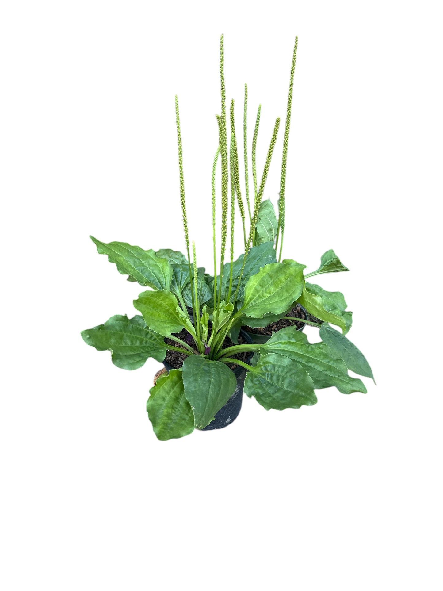 Llanten Plant 1 gallon