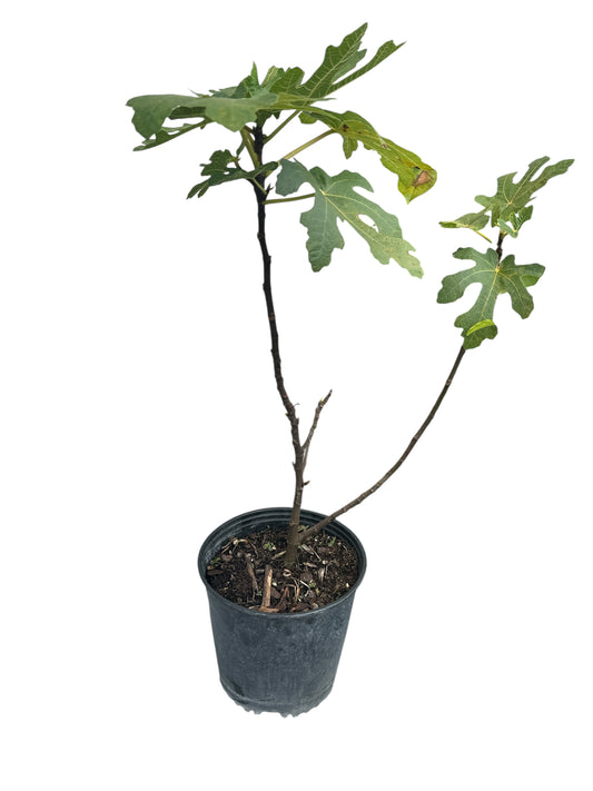 Fig Plant 3 gallons