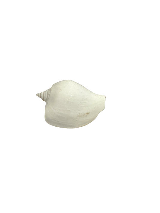 White Iya Aje Snail