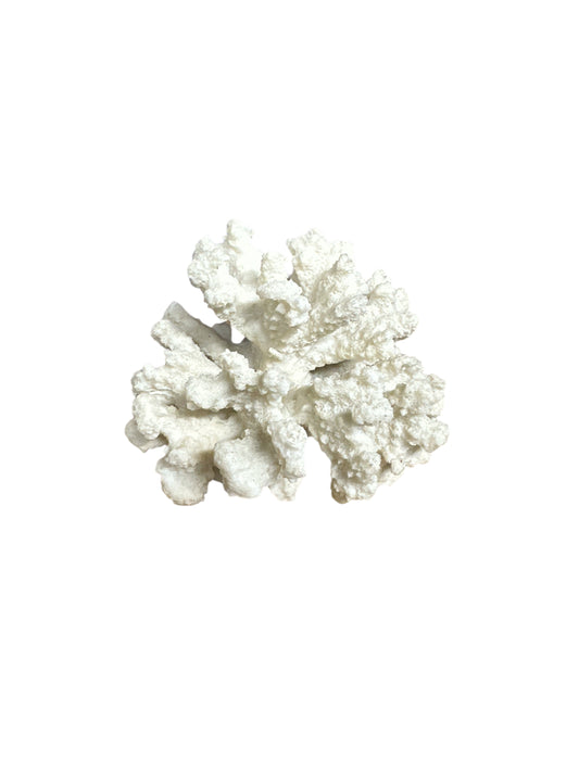 White Coral 5'-6"