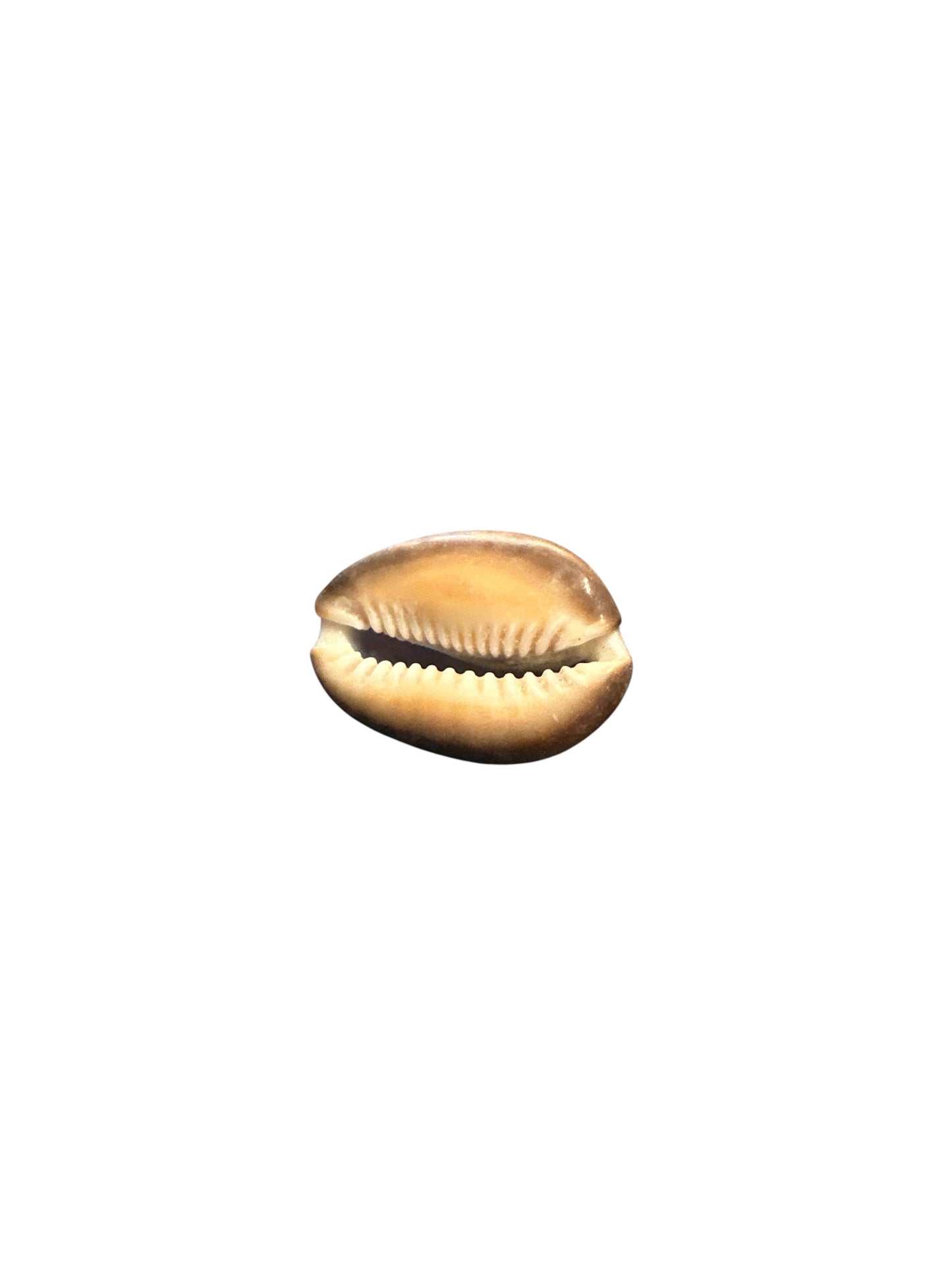 Small Tiger Snail 1 unit