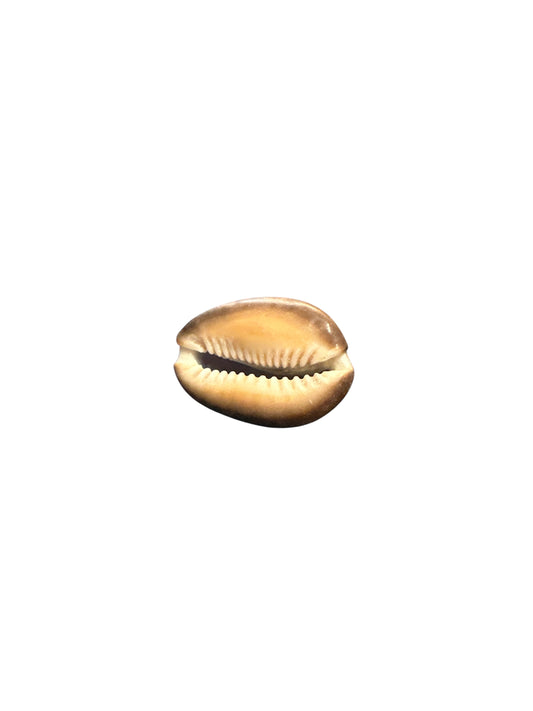 Small Tiger Snail 1 unit