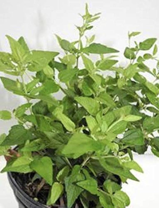 Opener Road Plant  (Abre Camino) 1 gallon