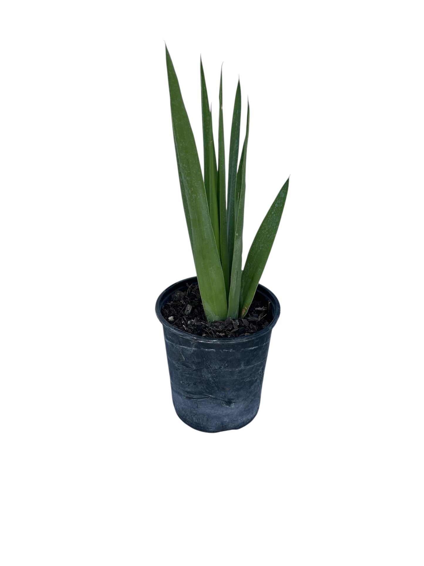 Peregun Plant 1 gallon