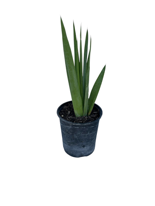 Peregun Plant 1 gallon