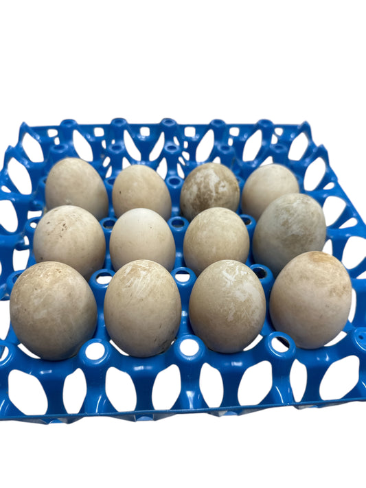 Duck egg (1 unit)