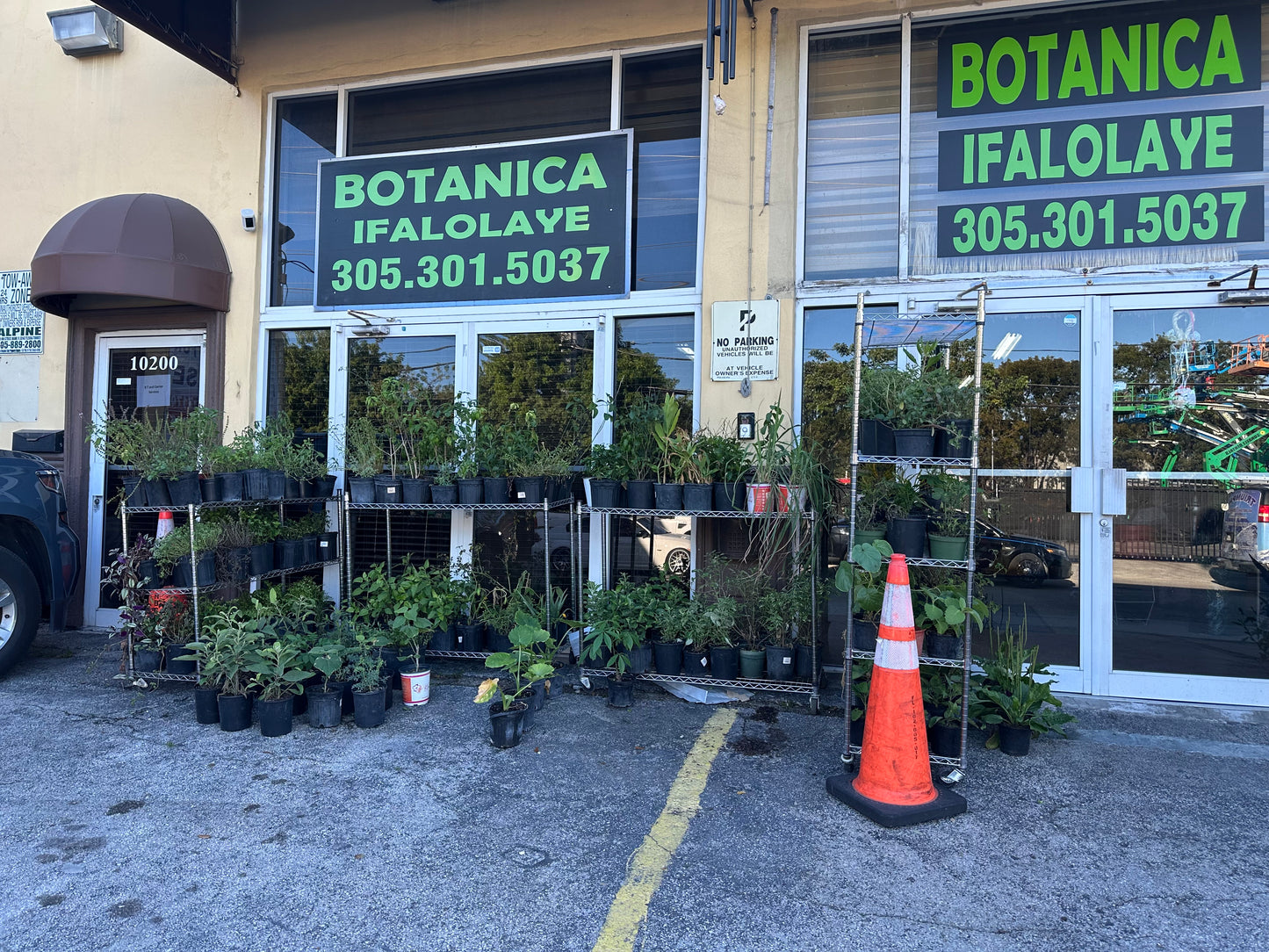 Arrasa Con Todo Plant 1 gallon