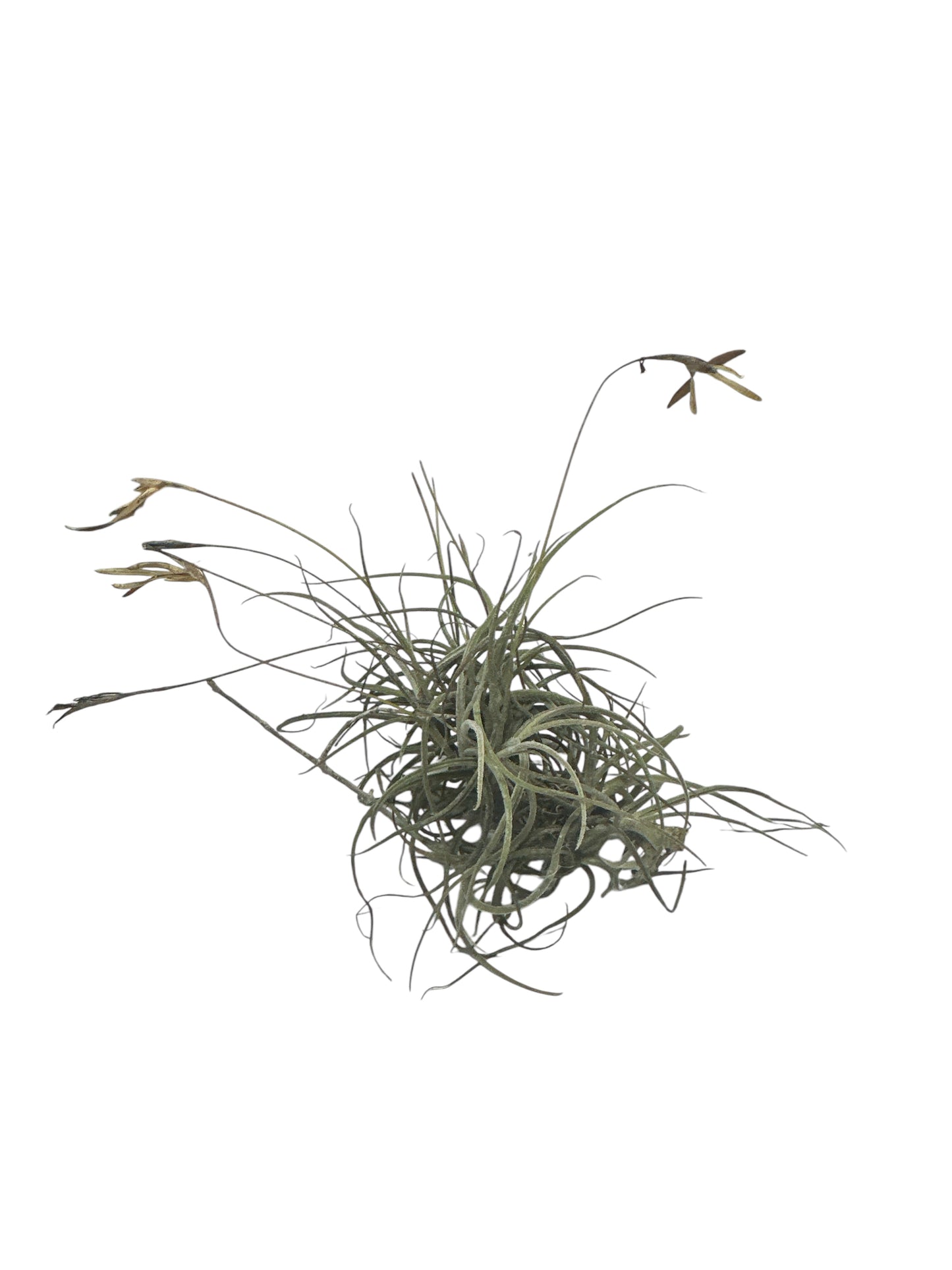 Curujey or Twisted Air Plant 3”-5”