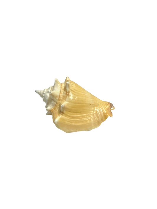 Cobo Snail