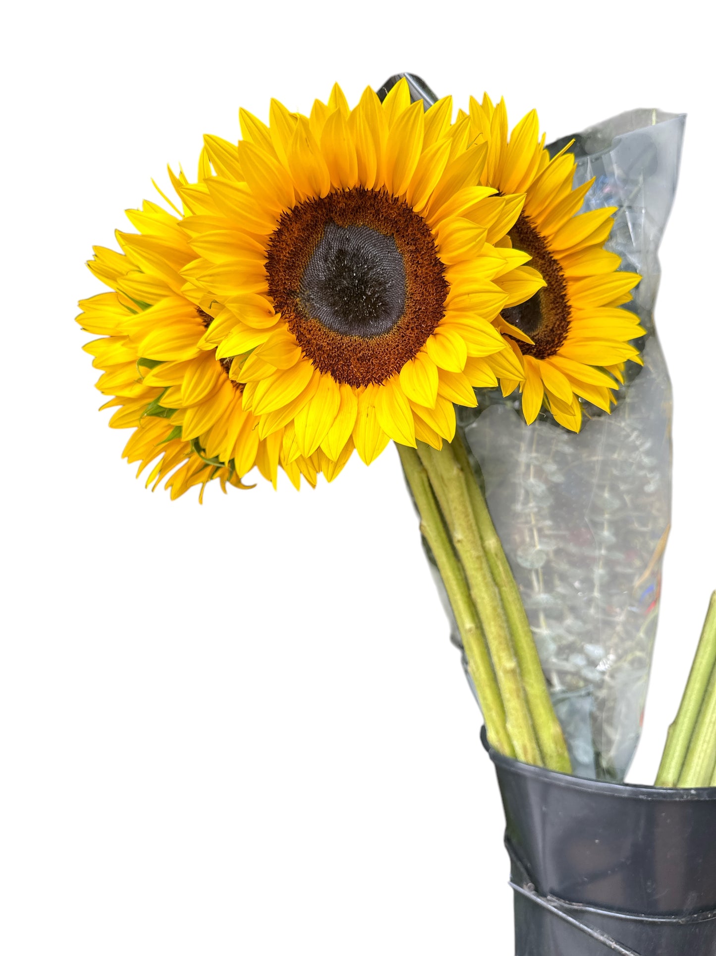 Fresh Sunflowers  (5 units)