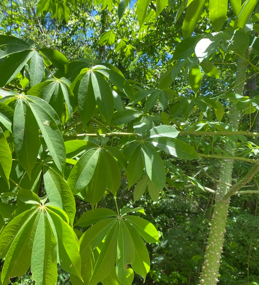 Planta Ceiba Macho