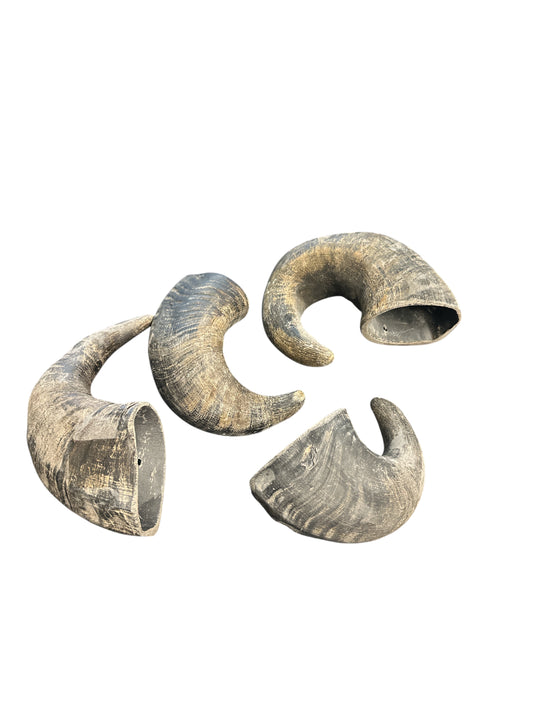 Buffalo Horn 9"- 13"