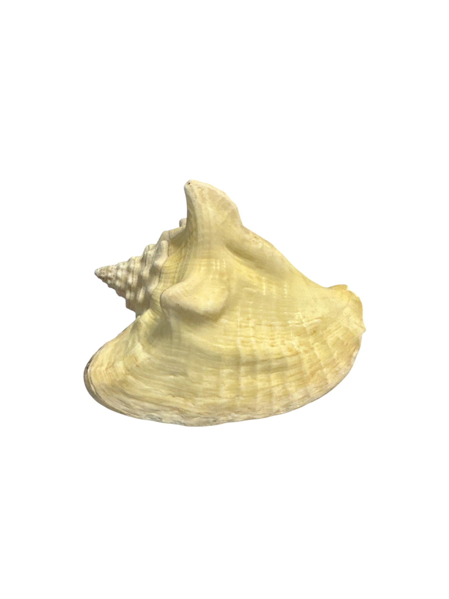 Cobo Snail